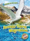 Arctic Tern Migration cover