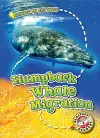 Humpback Whale Migration cover