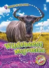 Wildebeest Migration cover