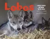 Lobos cover