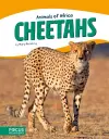 Cheetahs cover