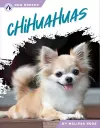 Chihuahuas cover