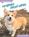 Pembroke Welsh Corgis cover