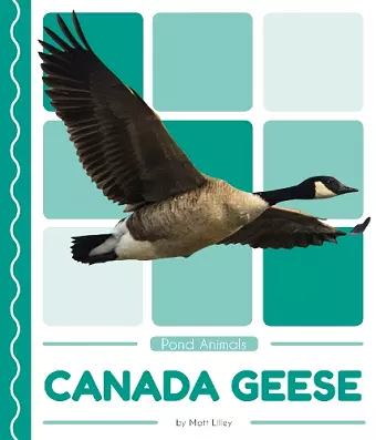 Canada Geese cover