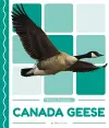 Pond Animals: Canada Geese cover