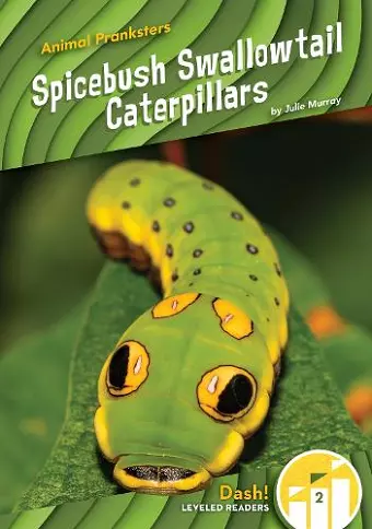 Spicebush Swallowtail Caterpillars cover