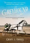 Greyhound cover