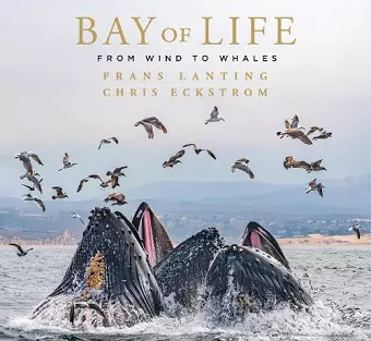 Bay of Life cover