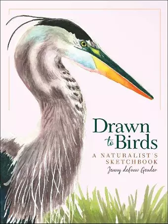 Drawn to Birds cover