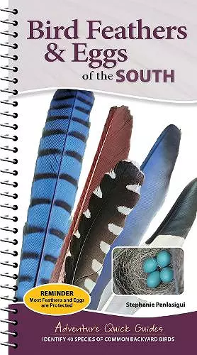 Bird Feathers & Eggs of the South cover