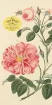John Derian Paper Goods: Everything Roses Notepad cover