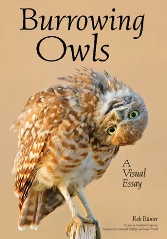 Burrowing Owls cover