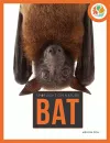 Spotlight on Nature: Bat cover