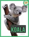 Spotlight on Nature: Koala cover