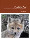 It's a Baby Fox! cover