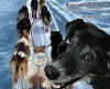 Run Like a Sled Dog cover