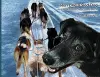 Run Like a Sled Dog cover