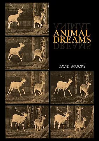 Animal Dreams cover