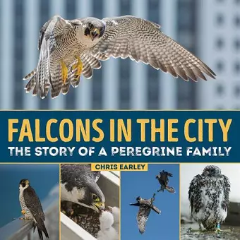Falcons in the City: The Story of a Peregine Family cover