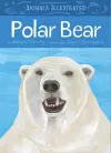 Animals Illustrated: Polar Bear cover
