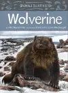 Animals Illustrated: Wolverine cover