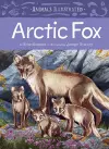 Animals Illustrated: Arctic Fox cover