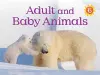Adult and Baby Animals cover