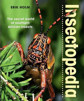 Insectopedia – The secret world of southern African insects cover