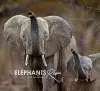 Let Elephants Roam cover