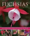 Fuchsias cover