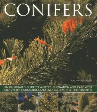 Conifers cover