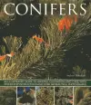 Conifers cover
