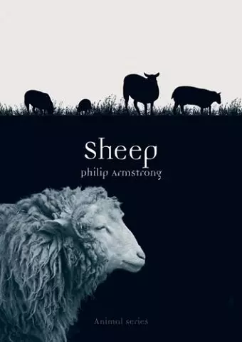 Sheep cover