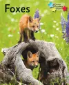 Foxes cover