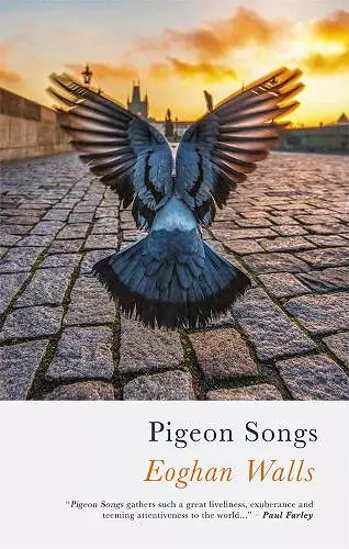 Pigeon Songs cover