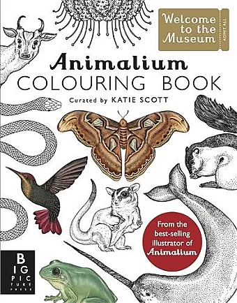 Animalium Colouring Book cover