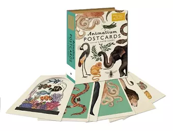 Animalium Postcards cover