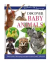 Baby Animals cover