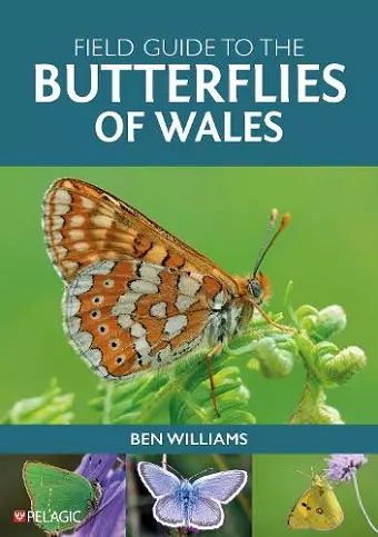 Field Guide to the Butterflies of Wales cover
