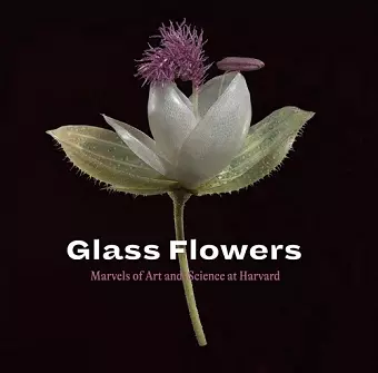 Glass Flowers cover