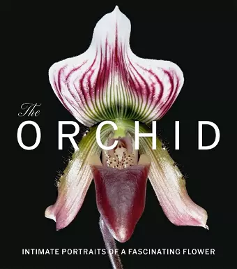 The Orchid cover