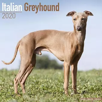 Italian Greyhound Calendar 2020 cover