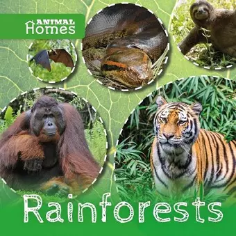 Rainforests cover