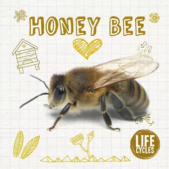 Honey Bee cover