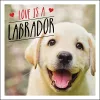 Love is a Labrador cover