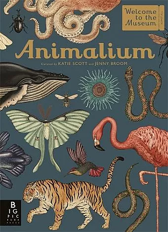 Animalium cover