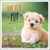 Love is a Pup cover