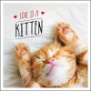 Love is a Kitten cover