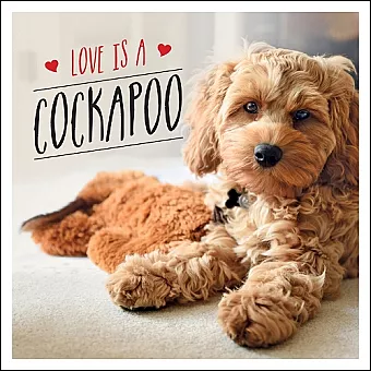 Love is a Cockapoo cover