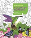 Beautiful Colour by Numbers cover